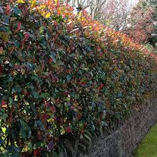Photinia x fraseri 'red robin' is a confirmed favourite with our customers. Photinia Red Robin Hedge Photinia X Fraseri Best4hedging