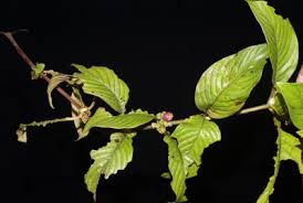 Image result for Sabicea