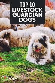 10 Best Lgd Farm Dog Breeds To Herd Protect Your Livestock Livestock Guardian Dog Farm Dogs Breeds Farm Dogs