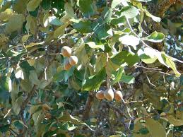 Image result for Parinari