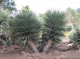 Image result for Yucca