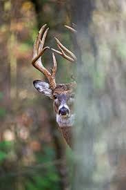 Razzor ranch deer, wild hog, gator, and exotics hunting in florida. Whitetail Deer Photos