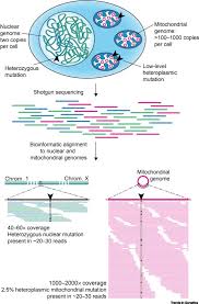 Thus the mutation changes either a single amino acid or the entire polypeptide causing to form a defective protein. Mitochondrial Diseases A Diagnostic Revolution Trends In Genetics