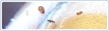Other cimex species specialize in other animals, e.g., bat bugs, such as cimex pipistrelli (europe). City Of Cudahy Wi