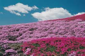 色鮮やかな芝桜の絨毯「みさと芝桜公園」 – 【公式】奥伊香保温泉 旅邸 諧暢楼