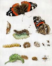 Illustration Maria Merian Insecten