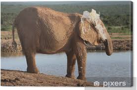 Check spelling or type a new query. Elephant Spraying Water Canvas Print Pixers We Live To Change