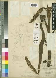 Image result for Roeperocharis wentzeliana