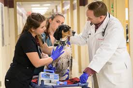 Hours may change under current circumstances Msu Veterinary Hospitals Achieve High Level Of Excellence Mississippi State University