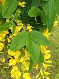 Image result for Laburnum anagyroides