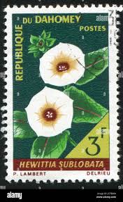 Image result for Rhynchosia sublobata