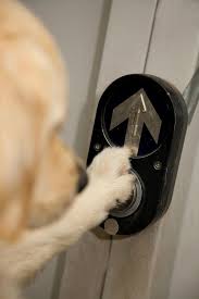 Assistance Dogs Australia On Twitter Assistance Dog Service Dogs Service Animal