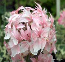 Barbara Lambert Pelargonium Geraniums Flowers