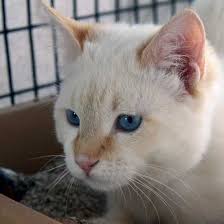 Meet adoptable cats and kittens from your community. Flamepoint Hunk Kitten Up For Adoption Now In San Diego This Is Apollo And We Think He Is Super Handsome Kitty Kitten Adopt Animals Cats Adoption
