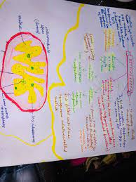 Brief Description Of Mitochondria And Diagrammatic Representation Biology Diagrams Mitochondria Biology