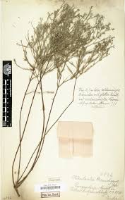 Image result for Amphiasma