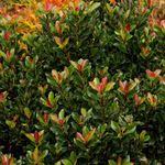 Rhaphiolepis Umbellata Bay Breeze Common Names Bay Breeze India Broadleaf Evergreen Landscape Design Evergreen Shrubs