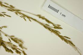 Image result for Eragrostis congesta
