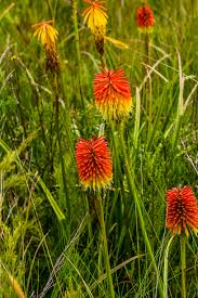 Image result for Brachycorythis inhambanensis