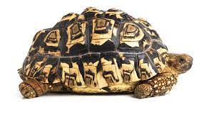 A Guide To Caring For Leopard Tortoises As Pets