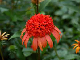 Maybe you would like to learn more about one of these? 14 Most Unique Flowers To Grow In Your Garden