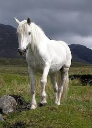 The connemara is elegant, hardy and intelligent with great agility and superb jumping ability. Connemara Pony Breed Description Fcn