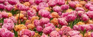 Flowers in keukenhof park, netherlands, also known as the garden. Tulip Store Tulip Store