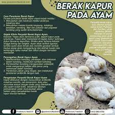 Dalam penyebaranya berak kapur dapat disebabkan oleh dua sifat yaitu vertikal dan horizontal. Bagai Ayam Berak Kapur