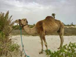 Interested in the care industry? Trust In God But Tie Your Camel Borden S Blather