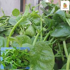 Image result for Basella alba