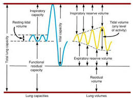 Image result for Vital Capacity
