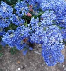 Select from premium blue flowers spring of the highest quality. Blue Flower Names Archives The Links Site