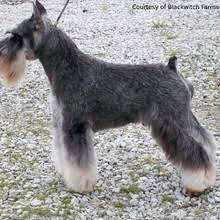 Find schnauzer in dogs & puppies for rehoming | find dogs and puppies locally for sale or adoption in canada : Puppyfind Toy Schnauzer Puppies For Sale