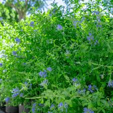 Image result for Plumbago ituriensis