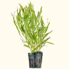 Image result for Pogostemon