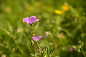 Image result for Geranium mlanjense