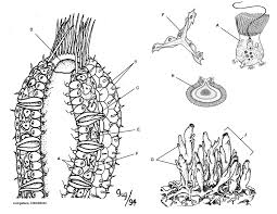 Sponge Coloring Color Worksheets Coloring Pages Cartoon Coloring Pages