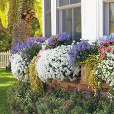 Alyssum in the perfect little flower to tuck into the corners of garden beds. Alyssum Garden Gate