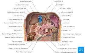 Anatomical position the kidneys lie retroperitoneally (behind the peritoneum) in the abdomen, either side of the vertebral column. Kidneys Anatomy Function And Internal Structure Kenhub
