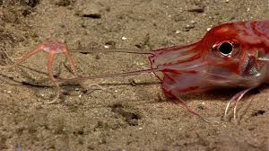 We did not find results for: See The Strange Creatures Noaa Found At The Bottom Of The Sea Pbs Newshour