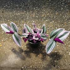 Image result for Tradescantia