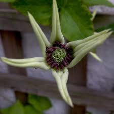 This is one of my favorites. Clematis Florida Var Normalis Pistachio Evirida Clematis Pistachio Evirida Uploaded By Susieg