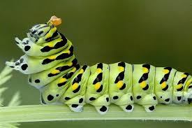 Black And Yellow Striped Caterpillar Michigan July 16 2013 This Swallowtail Butterfly Caterpillar Looks Like Royalty Among The Other Wildlife With Its Dis How To Plant Carrots Animal Photo Beautiful Bugs