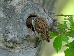 Pin By Georgette Britt On Birds Animals Beautiful Birds Sparrow Bird