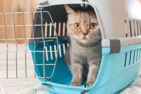 Penjelasan kenapa kucing takut timun oleh ahli hewan. Kenapa Kucing Takut Dengan Mentimun Halaman All Kompas Com