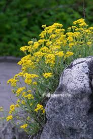 Image result for Aurinia