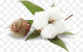 See more ideas about cute wallpapers, iphone wallpaper, phone wallpaper. Cotton Oil Png Images Pngwing