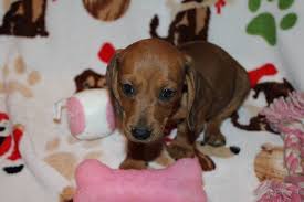 100% made in the usa · holistic & all natural · 60 day money back Litter Of 4 Dachshund Puppies For Sale In Cedar Park Tx Adn 33153 On Puppyfinder Com Gender Fe Dachshund Puppies Dachshund Puppies For Sale Puppies For Sale