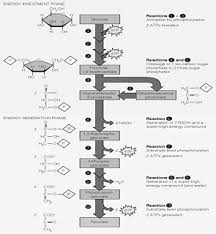 Tahap Glikolisis Biologi Sel Biologi