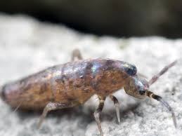 Look up springschwanz in the pons online german spelling dictionary! Hygisan Mit Dem Blick Furs Detail Springschwanz